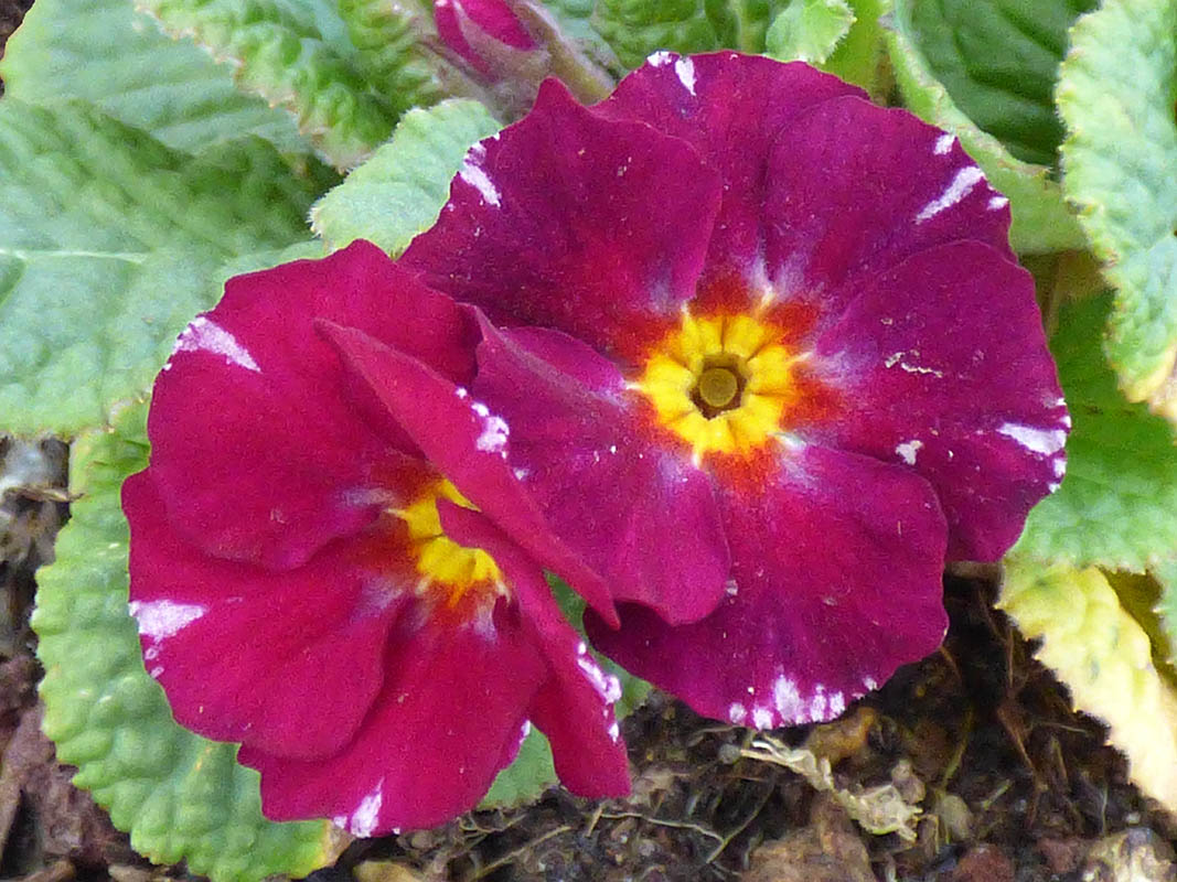 Primula 'Barnhaven Pixies' photo